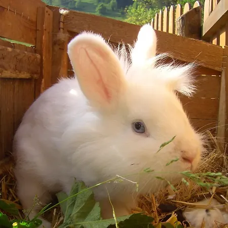 Untersteinhof Apartament